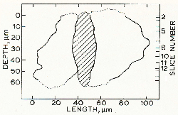 \includegraphics[width=0.45\textwidth]{serial_2_Becker_1981.eps}