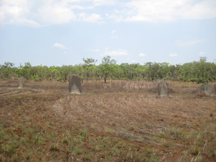 9. Magnetic termite mounds at Litchfield National Park