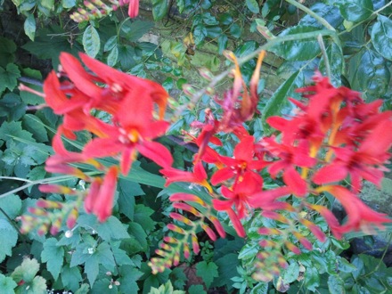 Greg Olson, Subhash Mahajan, Flowers in Darwin College, Danyi Luo, Chocolates