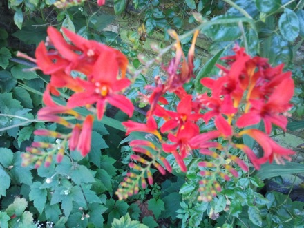 Greg Olson, Subhash Mahajan, Flowers in Darwin College, Danyi Luo, Chocolates