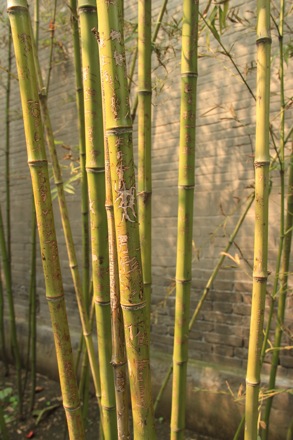 Lucy Fielding in China