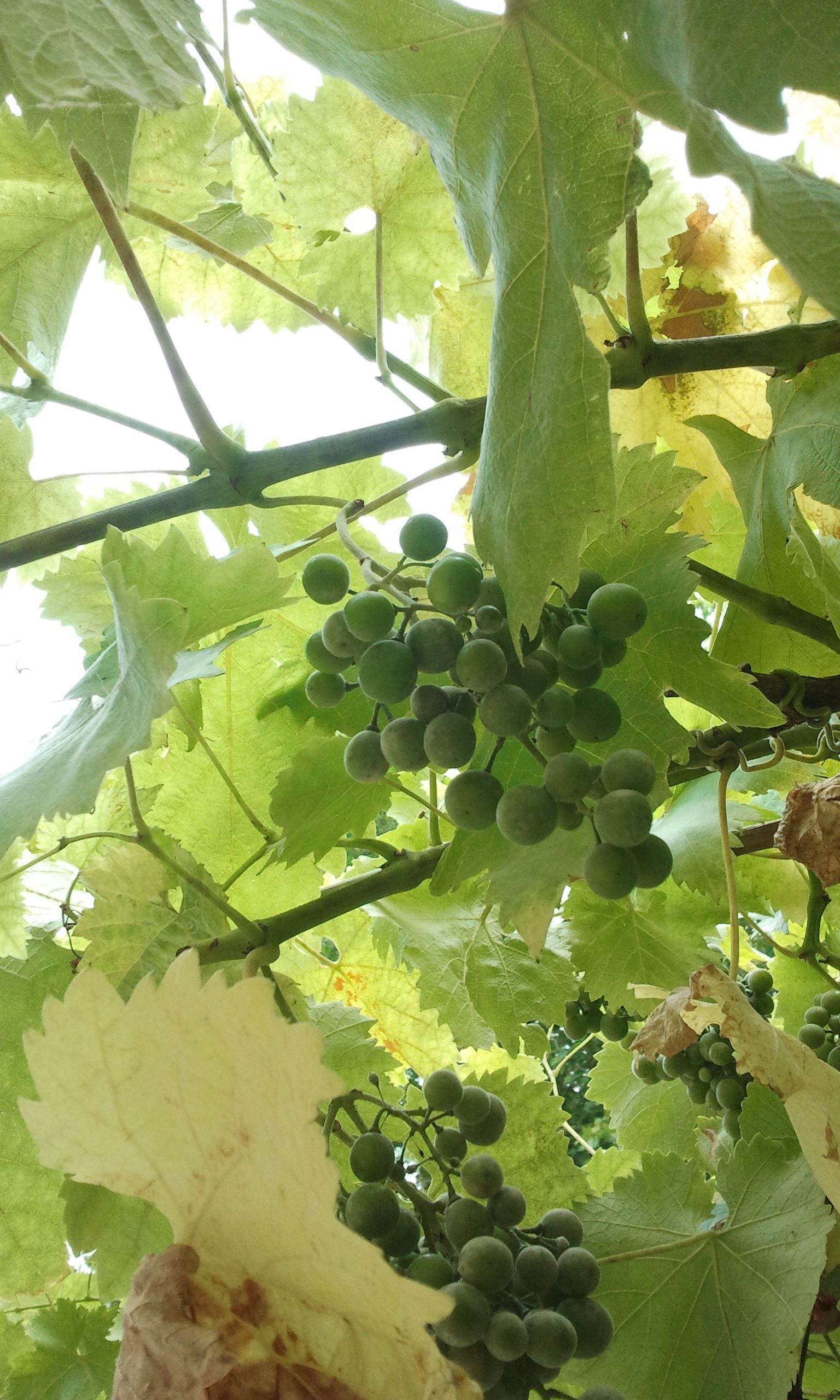 Grapes in Darwin College
