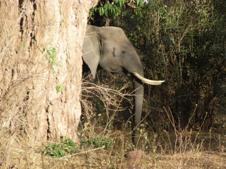 Tanzania, elephants, leopard, ostrich, hippo, crocodile, lions, cubs