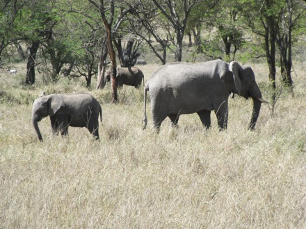 Tanzania, elephants, leopard, ostrich, hippo, crocodile, lions, cubs