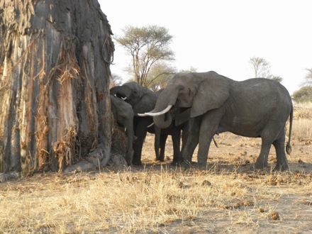 Tanzania, elephants, leopard, ostrich, hippo, crocodile, lions, cubs