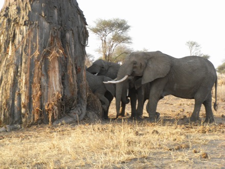 Tanzania, elephants, leopard, ostrich, hippo, crocodile, lions, cubs