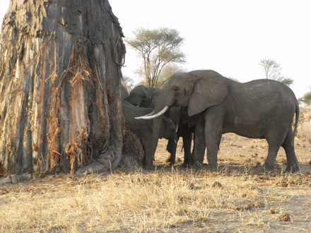 Tanzania, elephants, leopard, ostrich, hippo, crocodile, lions, cubs