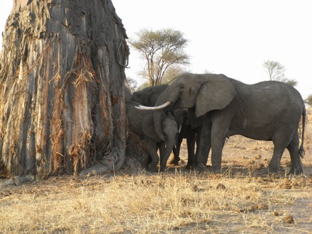 Tanzania, elephants, leopard, ostrich, hippo, crocodile, lions, cubs