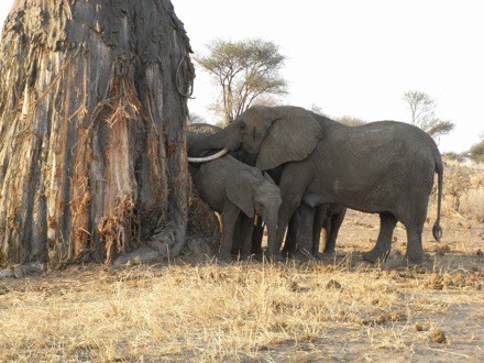 Tanzania, elephants, leopard, ostrich, hippo, crocodile, lions, cubs