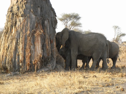 Tanzania, elephants, leopard, ostrich, hippo, crocodile, lions, cubs