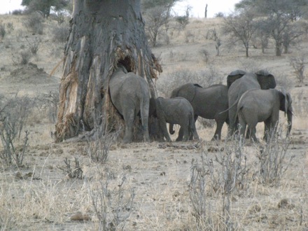 Tanzania, elephants, leopard, ostrich, hippo, crocodile, lions, cubs