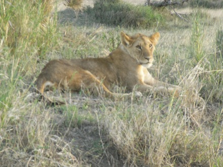 Tanzania, elephants, leopard, ostrich, hippo, crocodile, lions, cubs