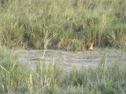 Tanzania, elephants, leopard, ostrich, hippo, crocodile, lions, cubs