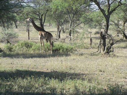 Tanzania, elephants, leopard, ostrich, hippo, crocodile, lions, cubs