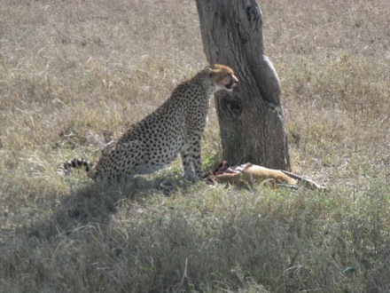 Tanzania, elephants, leopard, ostrich, hippo, crocodile, lions, cubs