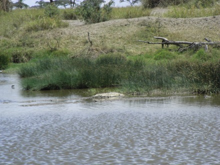 Tanzania, elephants, leopard, ostrich, hippo, crocodile, lions, cubs