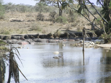 Tanzania, elephants, leopard, ostrich, hippo, crocodile, lions, cubs