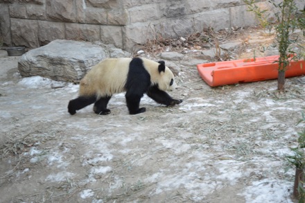 Hector Pous, Andrea, China, Beijing, December 2012, Yan Pei