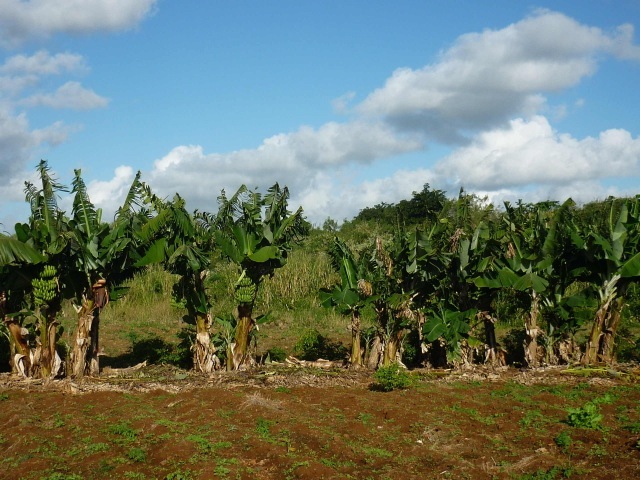 Tim Ramjaun in Mauritius, Banana trees on uncle's field