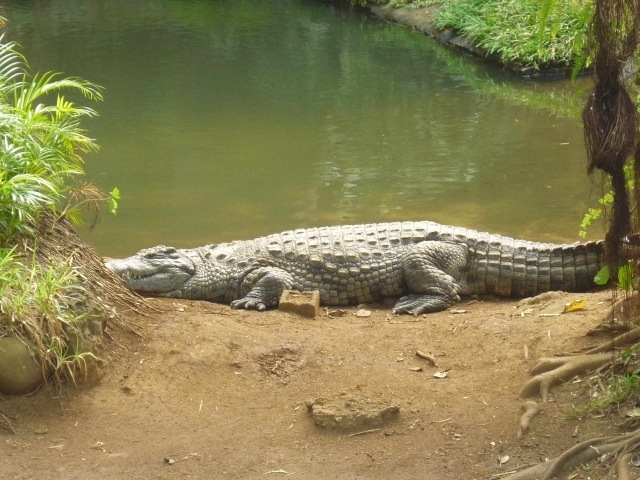Tim Ramjaun in Mauritius, Crocodile park