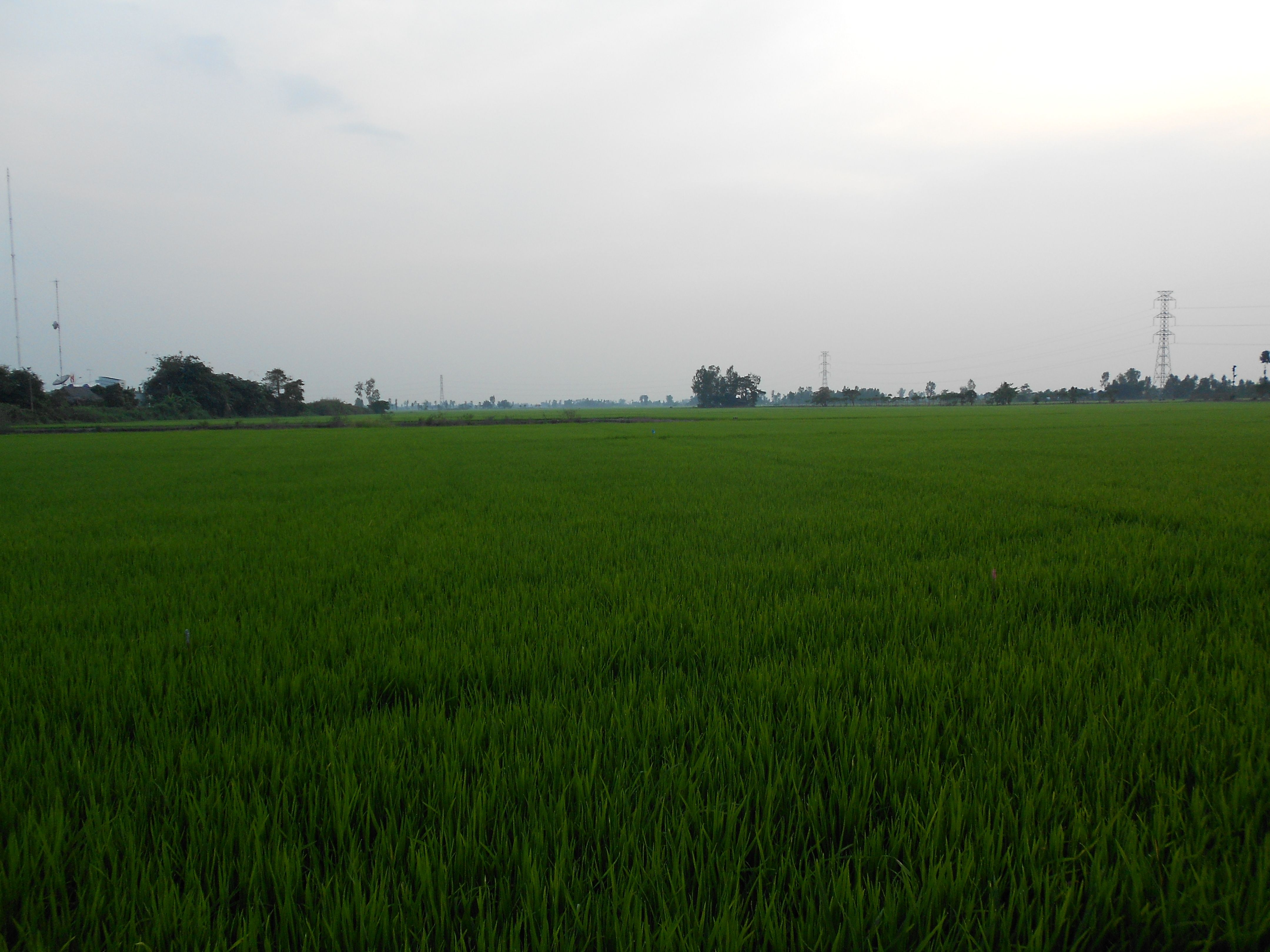 rice_planting_is_popular_in_my_hometown_1