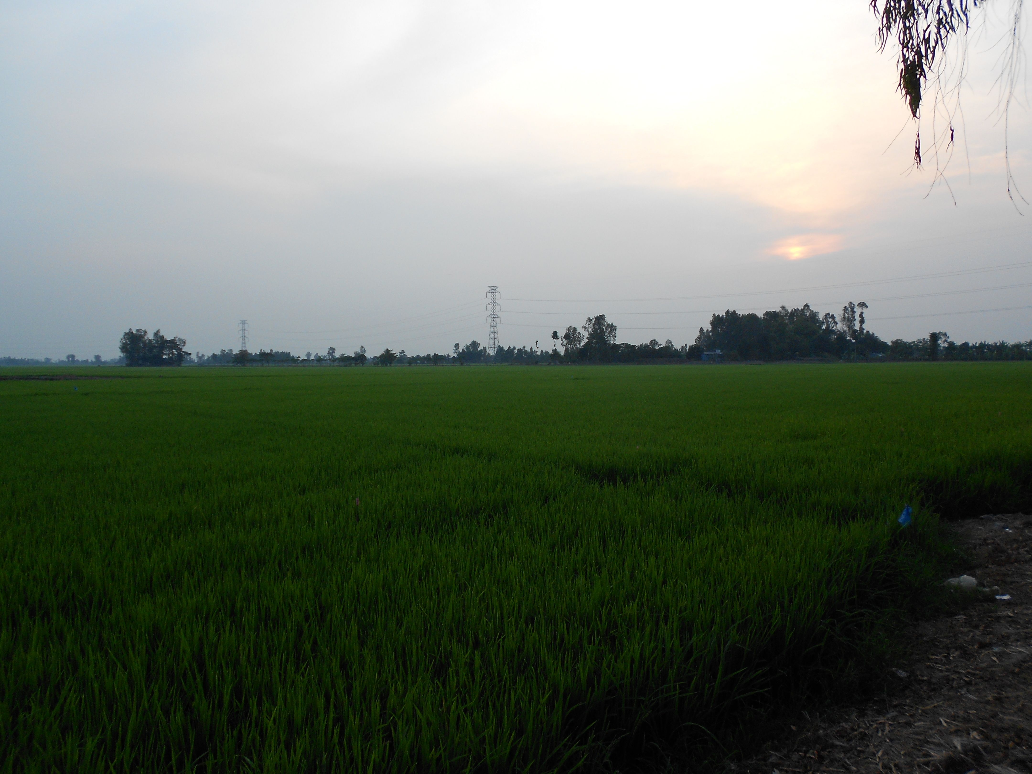 rice_planting_is_popular_in_my_hometown_2