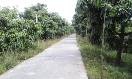 Duong, Van Tuan, Vietnam, Harry Bhadeshia, GIFT, POSTECHmango trees in my Father's farm