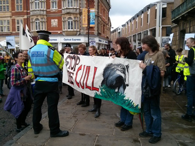 Stop the badger cull, Cambridge, U.K.