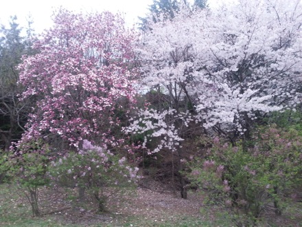 spring in Pohang, South Korea, Nirupam Chakraborty, Harry Bhadeshia