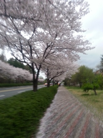 spring in Pohang, South Korea, Nirupam Chakraborty, Harry Bhadeshia
