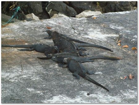 Galapagos Islands, Ecuador, Charles Darwin, Evolution