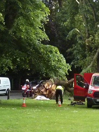 fallen tree in Cambridge, Lindsay Greer, birthday, automated hardness tester