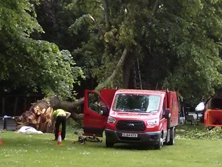 fallen tree in Cambridge, Lindsay Greer, birthday, automated hardness tester