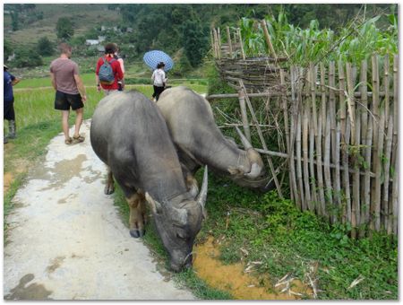 Wilberth Alvarez-Solano, Vietnam, Cambodia, Laos, elephants