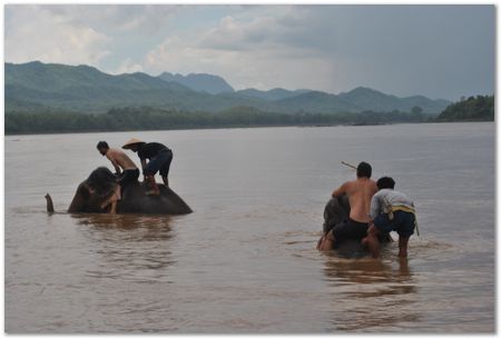 Wilberth Alvarez-Solano, Vietnam, Cambodia, Laos, elephants