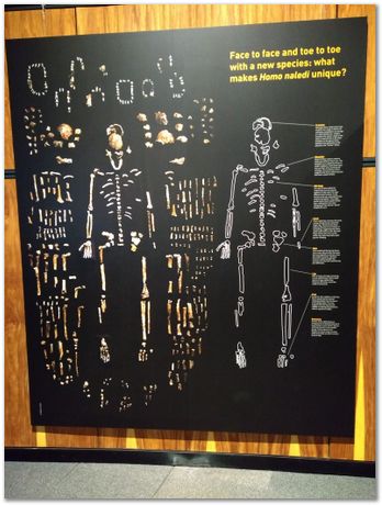 Cradle of humankind, South Africa, University of Pretoria, EMSA conference, 2017, Electron microsopy of south africa, Nelson Mandela University, Cape Town University, Johan Westraadt, Rob Knutsen, Roelf Mostert, Jan Neethling, steel, machine learning Harry Bhadeshia