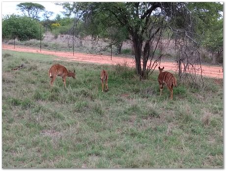 Cradle of humankind, South Africa, University of Pretoria, EMSA conference, 2017, Electron microsopy of south africa, Nelson Mandela University, Cape Town University, Johan Westraadt, Rob Knutsen, Roelf Mostert, Jan Neethling, steel, machine learning Harry Bhadeshia