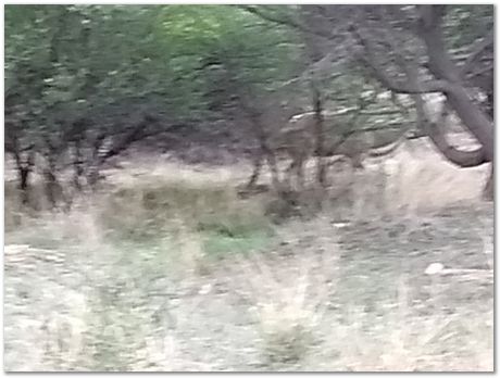Cradle of humankind, South Africa, University of Pretoria, EMSA conference, 2017, Electron microsopy of south africa, Nelson Mandela University, Cape Town University, Johan Westraadt, Rob Knutsen, Roelf Mostert, Jan Neethling, steel, machine learning Harry Bhadeshia