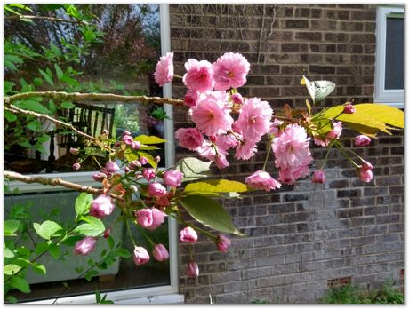 Sourabh Chatterjee, cherry blossom, Harry Bhadeshia, Lulea University of Technology, Esa Vuorinen, Lafita Melk, Hala Salman Hasan, Mick Brown, Alison Davenport, Mark Hull, Dong Woo Suh