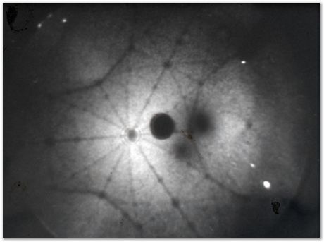 Bob Waugh, atom probe, field ion microscopy, metallurgy, superalloy, iridium, tungsten, cobalt, nickel alloy