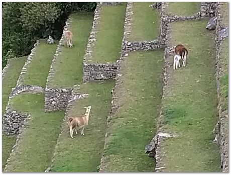 Machu Picchu, Harry Bhadeshia, Patricio Mendez, Alberto Bajarano, Peru