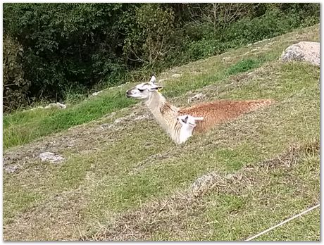 img_20180804_142802788_burst001.jpg Machu Picchu, Harry Bhadeshia, Patricio Mendez, Alberto Bajarano, Peru