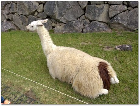 img_20180804_142909323.jpg Machu Picchu, Harry Bhadeshia, Patricio Mendez, Alberto Bajarano, Peru