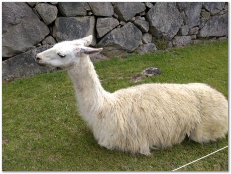 img_20180804_142914323.jpg Machu Picchu, Harry Bhadeshia, Patricio Mendez, Alberto Bajarano, Peru