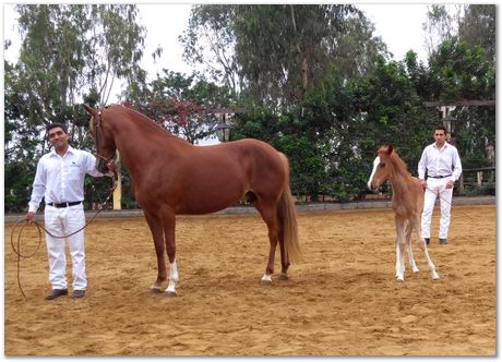 Pachacamac, Inca, Harry Bhadeshia, Lima, Peru, horses, dance