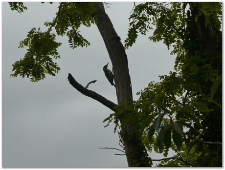 woodpecker, Dominik, Steve Ooi, Harry Bhadeshia