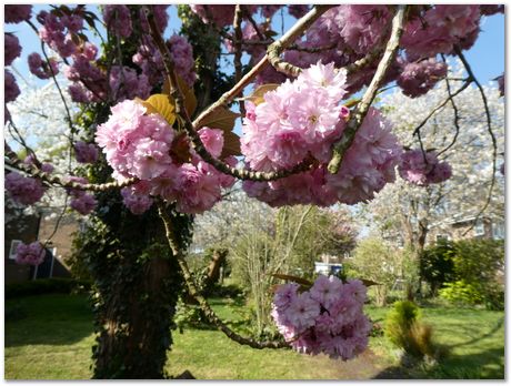 May 2020, Cambridge, UK, Harry Bhadeshia