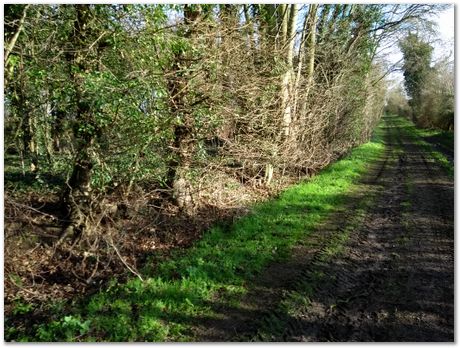 walk between Comberton and Toft during Lockdown, Harry Bhadeshia