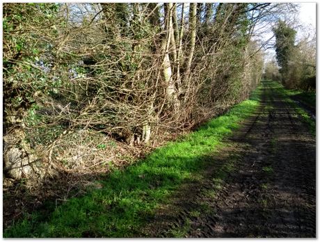 walk between Comberton and Toft during Lockdown, Harry Bhadeshia