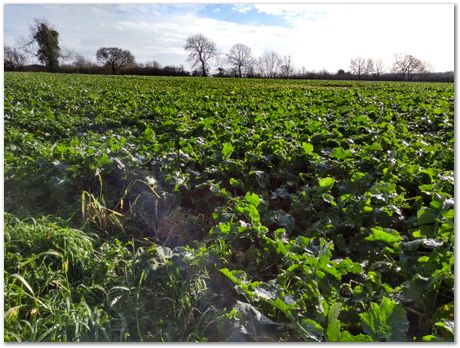 walk between Comberton and Toft during Lockdown, Harry Bhadeshia